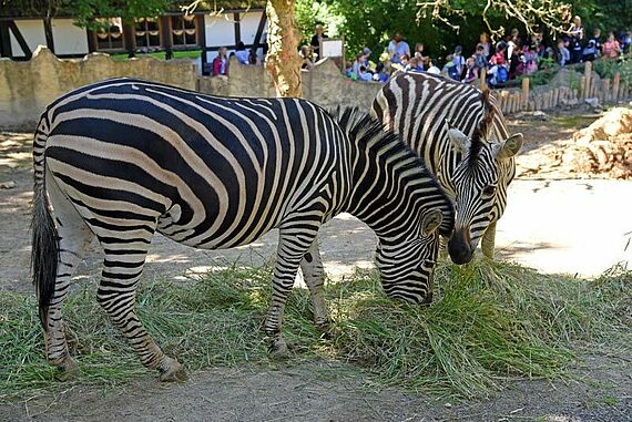 Die beiden Zebras Jule und Django im Zoo Osnabrück. Foto: Patrick Kleibold
