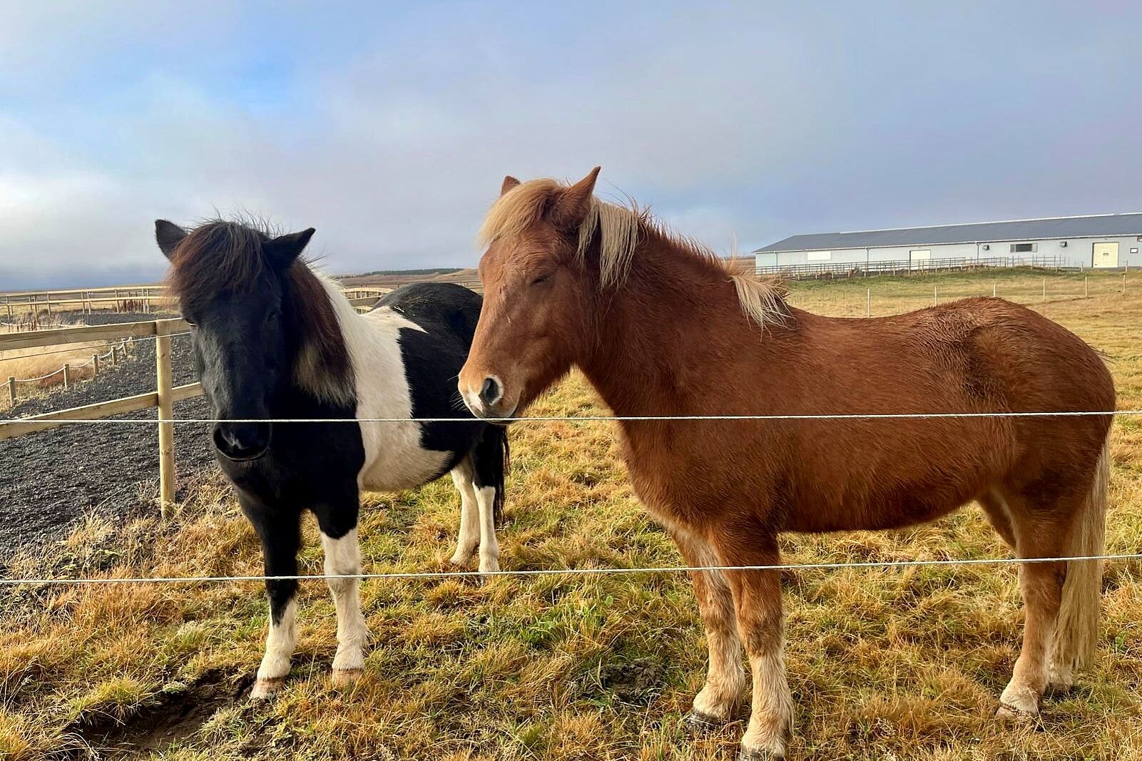 Ein typisches Bild in Island: Islandpferde leben oft auch in freier Natur. (Foto: Msgr. Georg Austen)