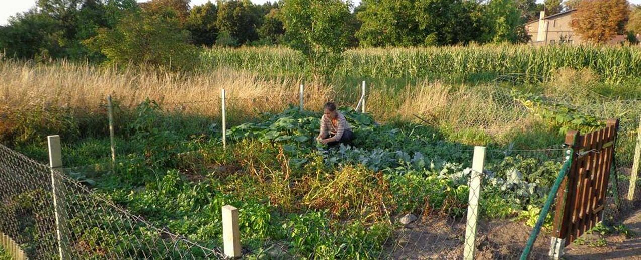 Der neu angelegte Gemüsegarten. (Foto: Beate Spiekermann)