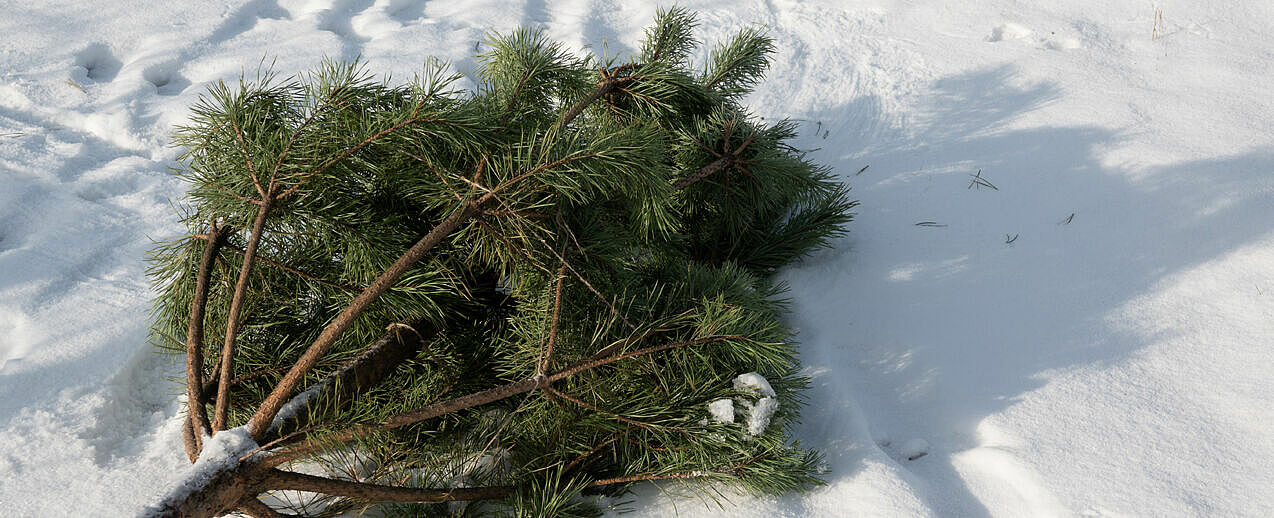 Dieser Weihnachtsbaum hat ausgedient. (Foto: freepik/spotluda)