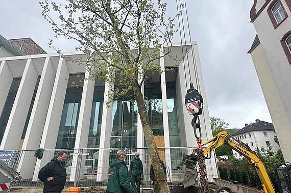 Grüner Blickfang vor dem Neubau: auf dem Vorplatz wurde bereits eine Platane gepflanzt. (Foto: St. Peter und Paul Marburg)