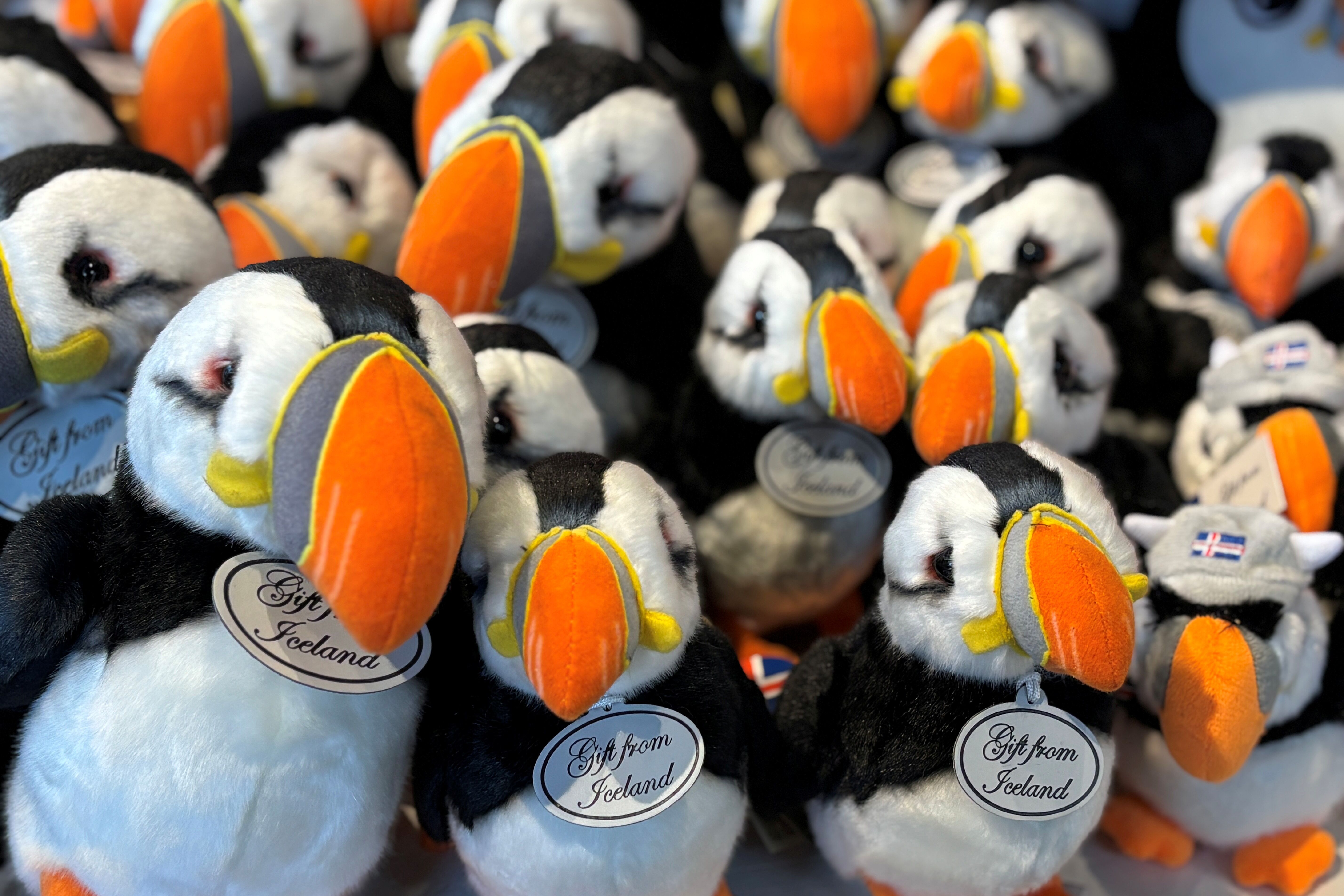 Symboltier von Island: Der Papageientaucher. (Foto: Msgr. Georg Austen)