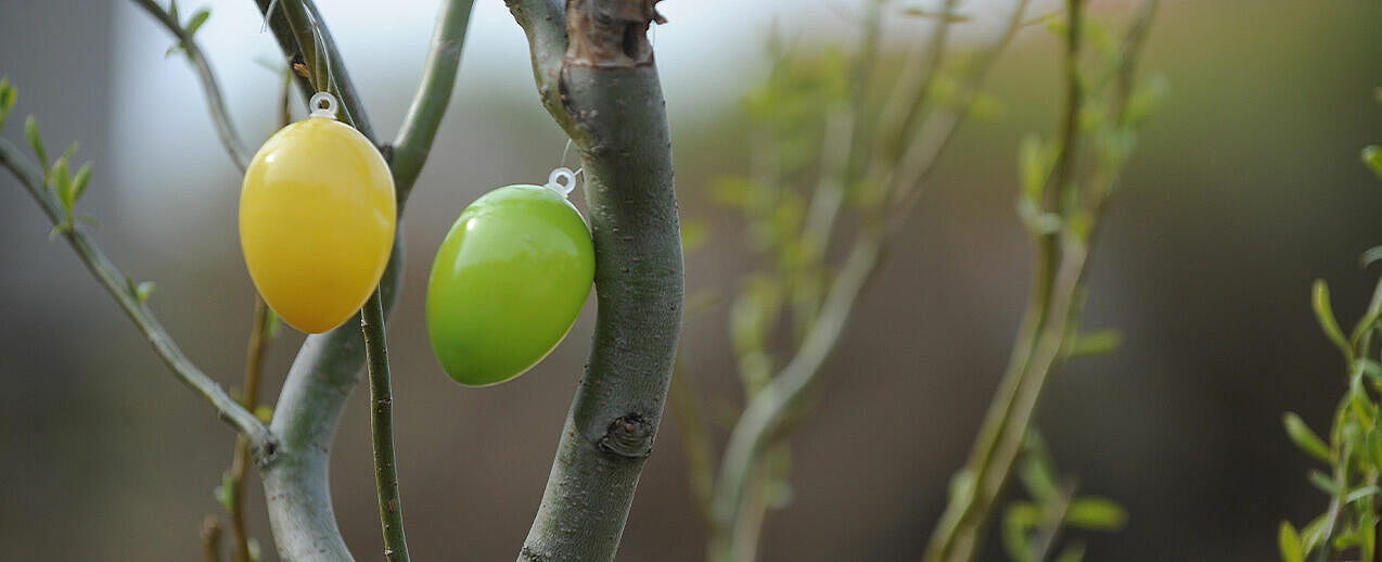 Bunte Eier zieren einen Baum zu Ostern. (Foto: Wilfried Hiegemann)