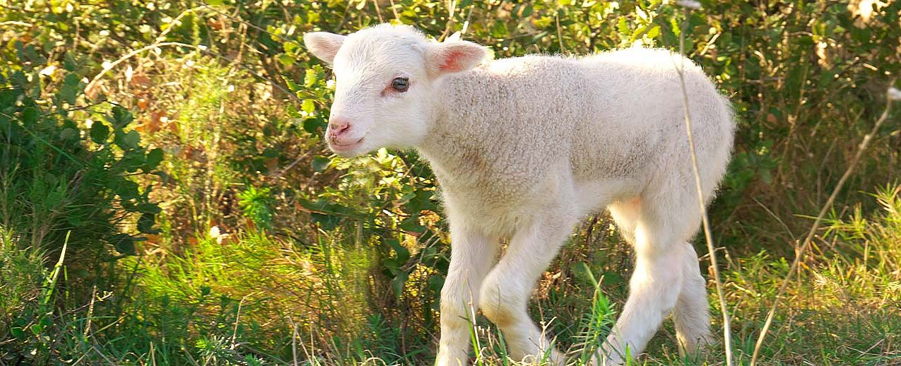 Zu Ostern feiert das Christentum die Auferstehung Jesu – das Lamm steht dabei für Unschuld, Opferbereitschaft und Erlösung. (Foto: freepik)