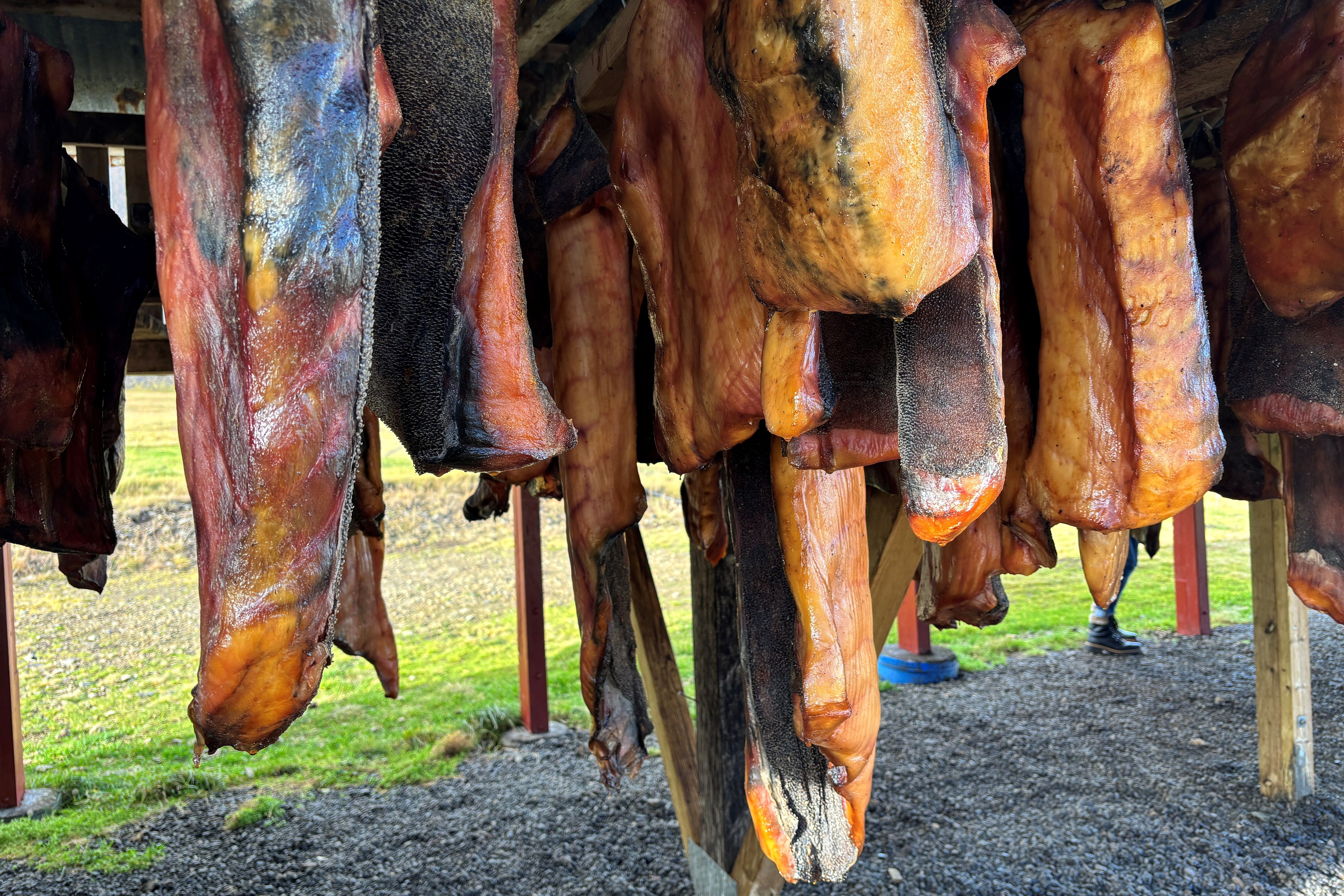 Getrockneter Haifisch, eine Spezialität in Island. (Foto: Msgr. Georg Austen)