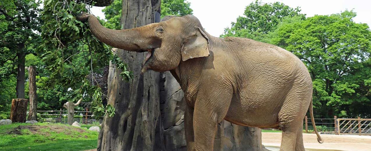 Ein Elefant im Karlsruher Zoo. (Foto: David Gorny)