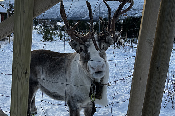 Rentiere in Tromsø (Foto: Ben Imenkämper)